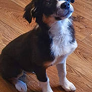 Kipper joined the competition — help win amazing prizes! dog, puppy, black, white, brown, fur, sitting, wooden_floor, pet, indoor, cute, animal, canine, young_dog, ears, nose, paws, looking_up, attentive, domestic