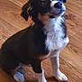 dog, puppy, black, white, brown, fur, sitting, wooden_floor, pet, indoor, cute, animal, canine, young_dog, ears, nose, paws, looking_up, attentive, domestic