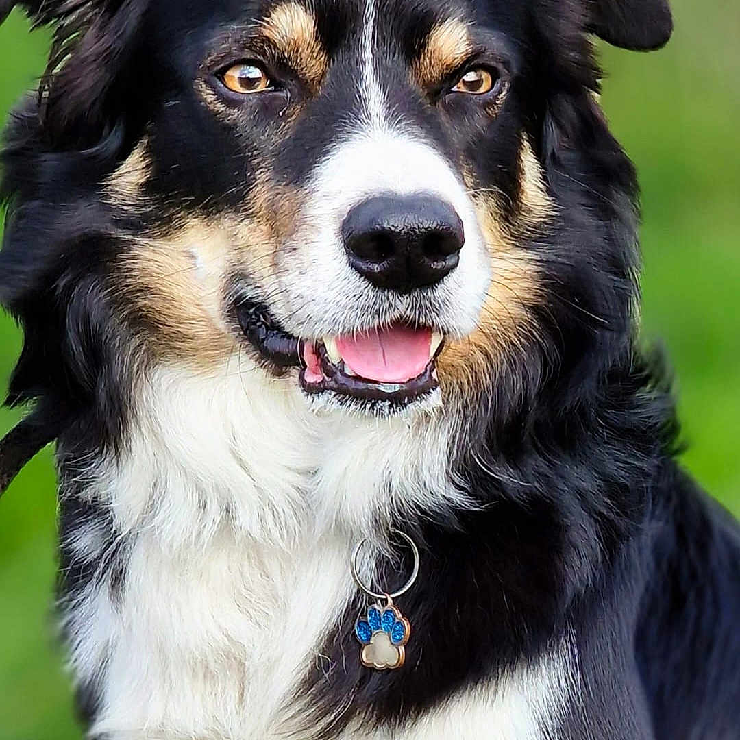 Kipper is registered to the contest to win money with this photo: alert, animal, black_and_white, canine, close_up, collar, cute, dog, ears, friendly, fur, happy, muzzle, nature, outdoor, paw_tag, pet, portrait, tag, tongue_out