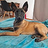 Véra a rejoint le concours — aidez-le/la à gagner de superbes lots ! dog, puppy, lying_down, indoor, blanket, teal, ears, floor, chair, desk, home, pet, animal, fur, curious, looking, relaxed, snout, paw, tail