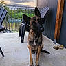 dog, pet, animal, canine, porch, chair, outdoor, nature, sky, clouds, tree, railing, concrete, wood, fence, sitting, curious, ears, brown, black