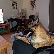 Véra a rejoint le concours — aidez-le/la à gagner de superbes lots ! dog, belgian_malinois, living_room, couch, tongue_out, pet, indoor, furniture, table, chair, photographs, wall, floor, human_leg, relaxed, home, animal, domestic_animal, canine, shadow