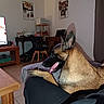 dog, belgian_malinois, living_room, couch, tongue_out, pet, indoor, furniture, table, chair, photographs, wall, floor, human_leg, relaxed, home, animal, domestic_animal, canine, shadow