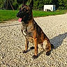 dog, belgian_malinois, animal, pet, outdoor, grass, trees, sunlight, gravel, sitting, tongue_out, ears_up, playground, swing, nature, daytime, shadow, canine, happy, park