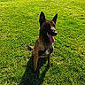dog, grass, outdoor, sunlight, shadow, fence, greenery, pet, canine, nature, happy, tongue_out, sitting, daytime, ears_up, animal, playful, field, sunny, muzzle