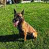 Véra a rejoint le concours — aidez-le/la à gagner de superbes lots ! dog, belgian_malinois, grass, outdoor, sunny, tongue_out, canine, pet, playground, swing_set, fence, tree, rural, hill, greenery, animal, sitting, daylight, nature, happy