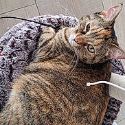 Hina a rejoint le concours — aidez-le/la à gagner de superbes lots ! cat, cats, tabby, feline, pet, animal, cuddling, lying_down, relaxed, whiskers, ears, eyes, fur, striped_fur, blanket, wood_floor, indoor, cozy, charging_cable, close_up