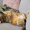 Hina a rejoint le concours — aidez-le/la à gagner de superbes lots ! cat, tabby_cat, sleeping, lying_down, belly_up, relaxed, pet, fur, striped_fur, whiskers, ears, paws, couch, sofa, blanket, cushion, living_room, indoors, cozy, nap