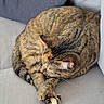 Hina a rejoint le concours — aidez-le/la à gagner de superbes lots ! cat, tabby_cat, sleeping, curled_up, sofa, couch, cushions, indoor, home, cozy, relaxed, pet, fur, striped_fur, paw, tail, lounging, nap, portrait, upholstery