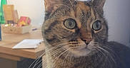 Hina participe au concours pour gagner de l'argent avec cette photo : cat, tabby, pet, animal, portrait, close_up, face, eyes, whiskers, ears, fur, striped_fur, brown, gray, indoor, home, desk, background, curious, photography