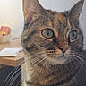 cat, tabby, pet, animal, portrait, close_up, face, eyes, whiskers, ears, fur, striped_fur, brown, gray, indoor, home, desk, background, curious, photography