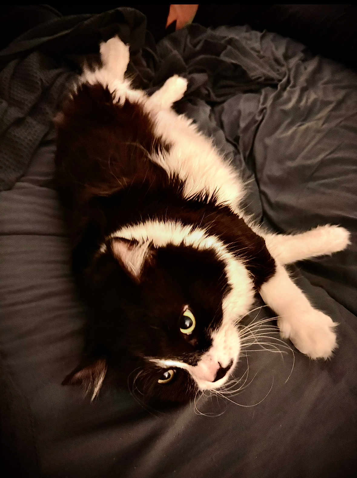 Maynard