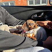 Willow joined the competition — help win amazing prizes! puppy, dog, dachshund, pet, collar, bow, blanket, car_interior, lap, sunlight, window, person, arm, hand, casual_clothing, watch, seat, relaxing, cozy, cute