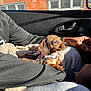puppy, dog, dachshund, pet, collar, bow, blanket, car_interior, lap, sunlight, window, person, arm, hand, casual_clothing, watch, seat, relaxing, cozy, cute