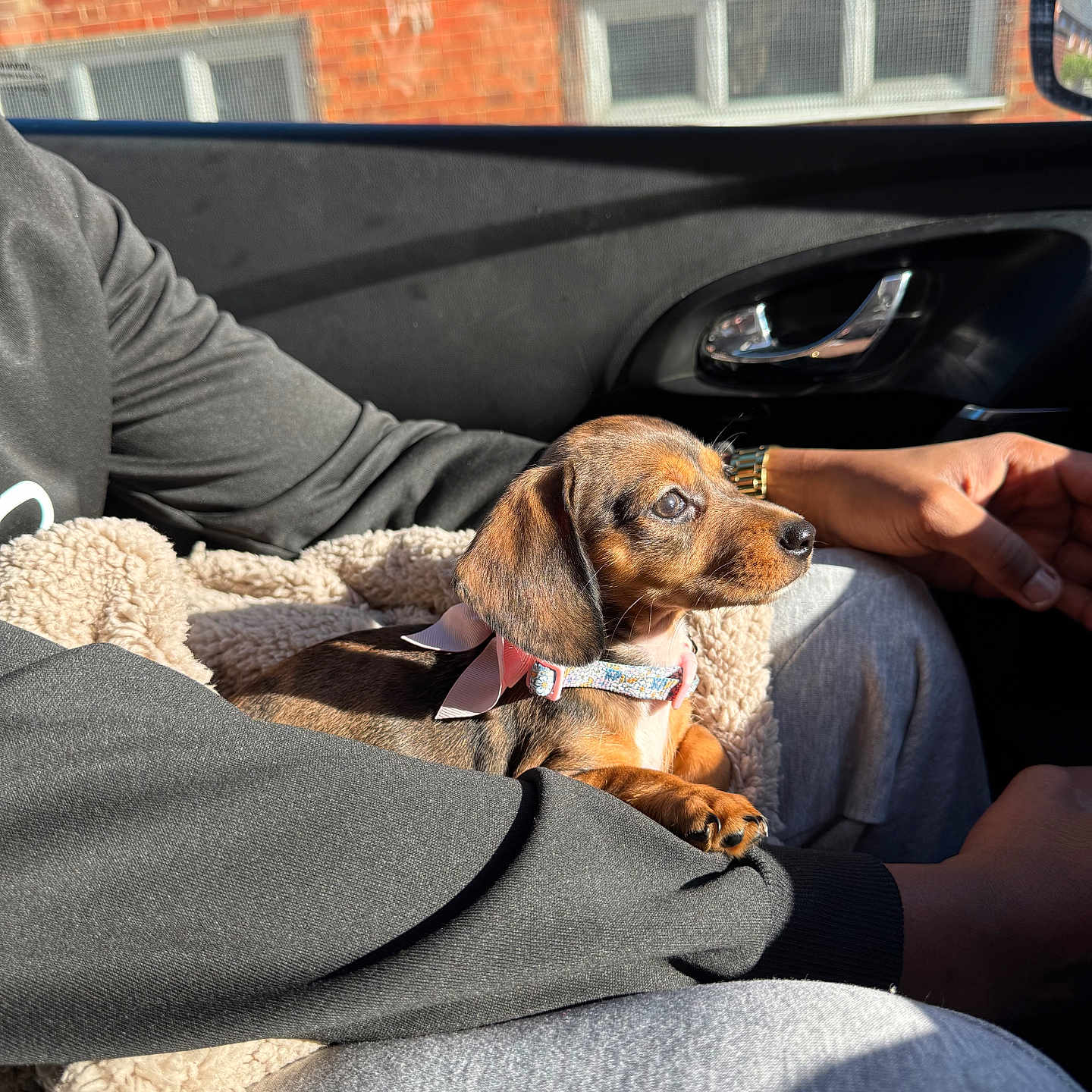 Willow joined the competition — help win amazing prizes! arm, blanket, bow, car_interior, casual_clothing, collar, cozy, cute, dachshund, dog, hand, lap, person, pet, puppy, relaxing, seat, sunlight, watch, window