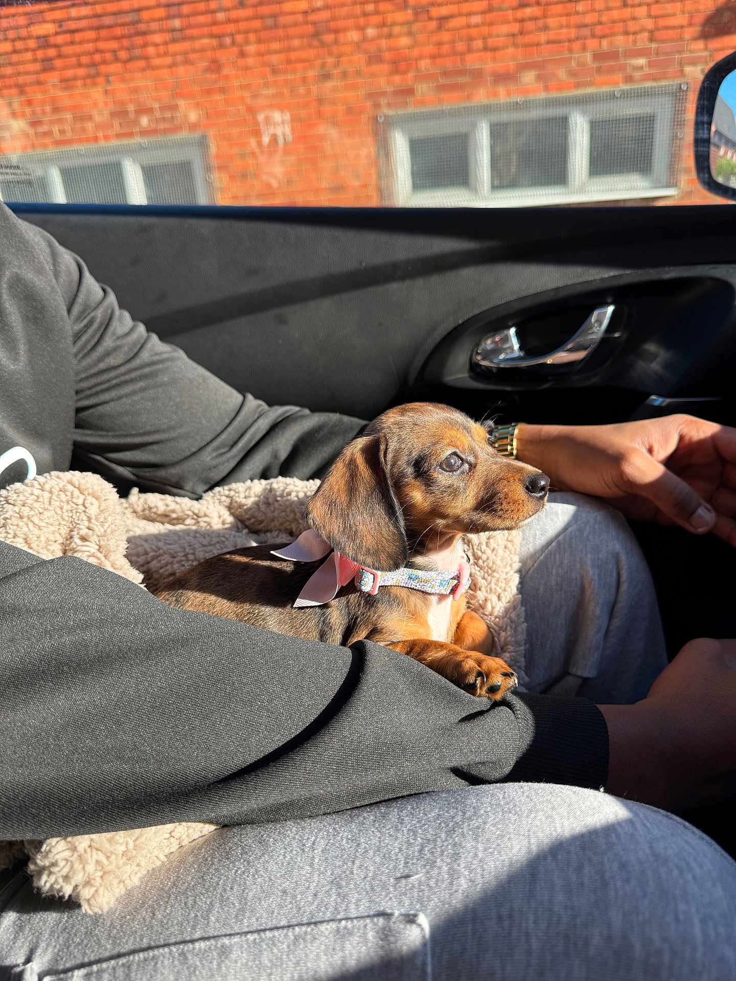 Willow joined the competition — help win amazing prizes! puppy, dog, dachshund, pet, collar, bow, blanket, car_interior, lap, sunlight, window, person, arm, hand, casual_clothing, watch, seat, relaxing, cozy, cute