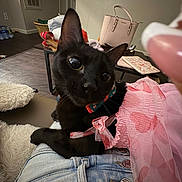 Duchess is registered to the contest to win money with this photo: cat, black_cat, pet, close_up, big_eyes, pink_tulle, bow, collar, lap, denim_shorts, handbag, coffee_table, living_room, rug, wood_floor, shoes, water_bottles, plush_pillow, toy, indoor