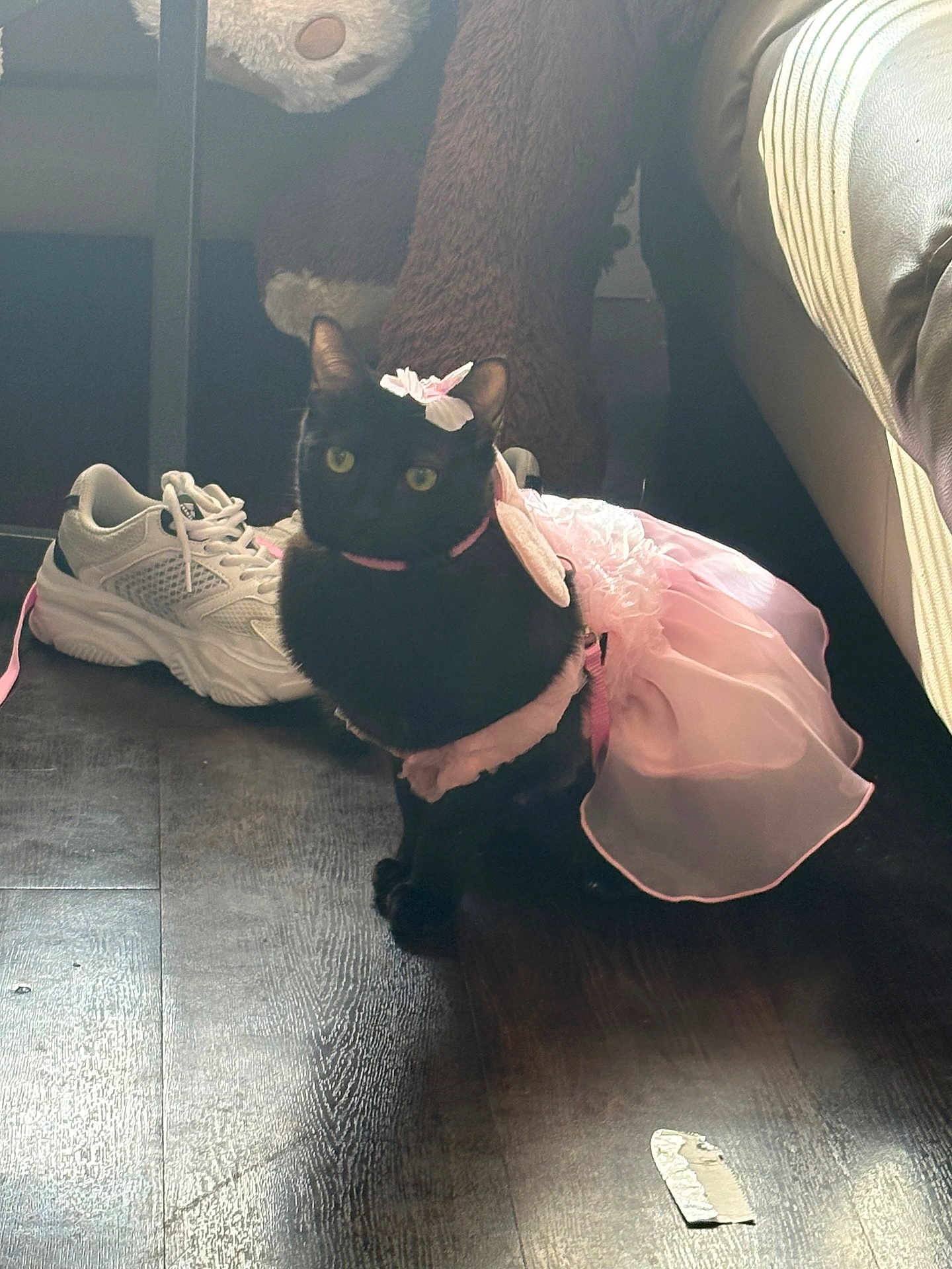 Duchess joined the competition — help win amazing prizes! black_cat, cat, pet, costume, pink_tutu, bow, collar, sitting, yellow_eyes, sneaker, stuffed_animal, plush_toy, hardwood_floor, indoor, living_room, sunlight, shadow, floor, adorable, portrait