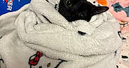 Duchess is registered to the contest to win money with this photo: bed, bedding, bedroom, big_eyes, black_cat, blanket, cozy, cute, fur, hello_kitty, indoor, looking_up, pillow, plush, portrait, soft, textile_pattern, toy_print, whiskers, wrapped