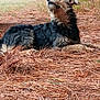 dog, outdoor, pine_needles, relaxed, nature, fur, lying_down, brown, black, grass, sunlight, animal, canine, peaceful, resting, snout, ears, quiet, daylight, wildlife