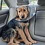 dog, cone, car_interior, leather_seat, pet, animal, brown_fur, black_fur, sitting, backseat, window, headrest, cute, canine, domestic_animal, fur, paw, nail, looking, indoors