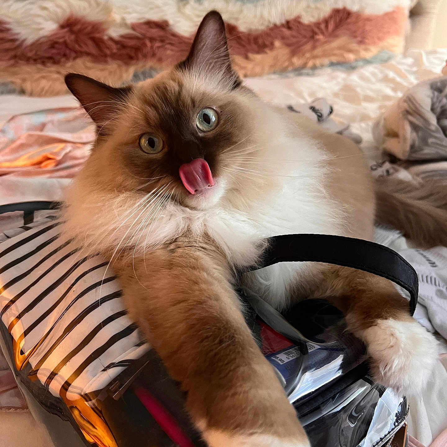 Loki joined the competition — help win amazing prizes! bed, blanket, blue_eyes, cat, close_up, cozy, cute, domestic_animal, feline, fluffy, indoor, licking, paw, pet, playful, relaxed, resting, soft_fur, striped_bag, whiskers
