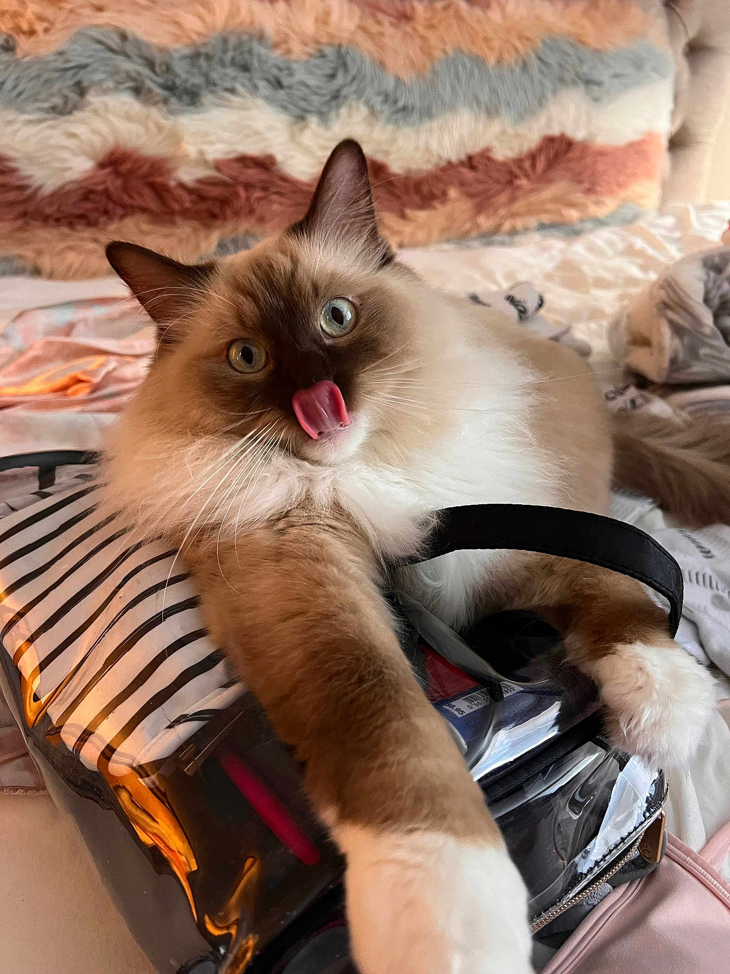 Loki joined the competition — help win amazing prizes! cat, fluffy, blue_eyes, licking, paw, bed, blanket, striped_bag, indoor, cute, pet, feline, whiskers, soft_fur, relaxed, playful, close_up, domestic_animal, cozy, resting