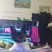 Charly participe au concours pour gagner de l'argent avec cette photo : dog, indoor, couch, television, laundry, clothing, drying_rack, painting, plant, living_room, pet, ears, fur, resting, furniture, blanket, screen, colorful, relaxed, household