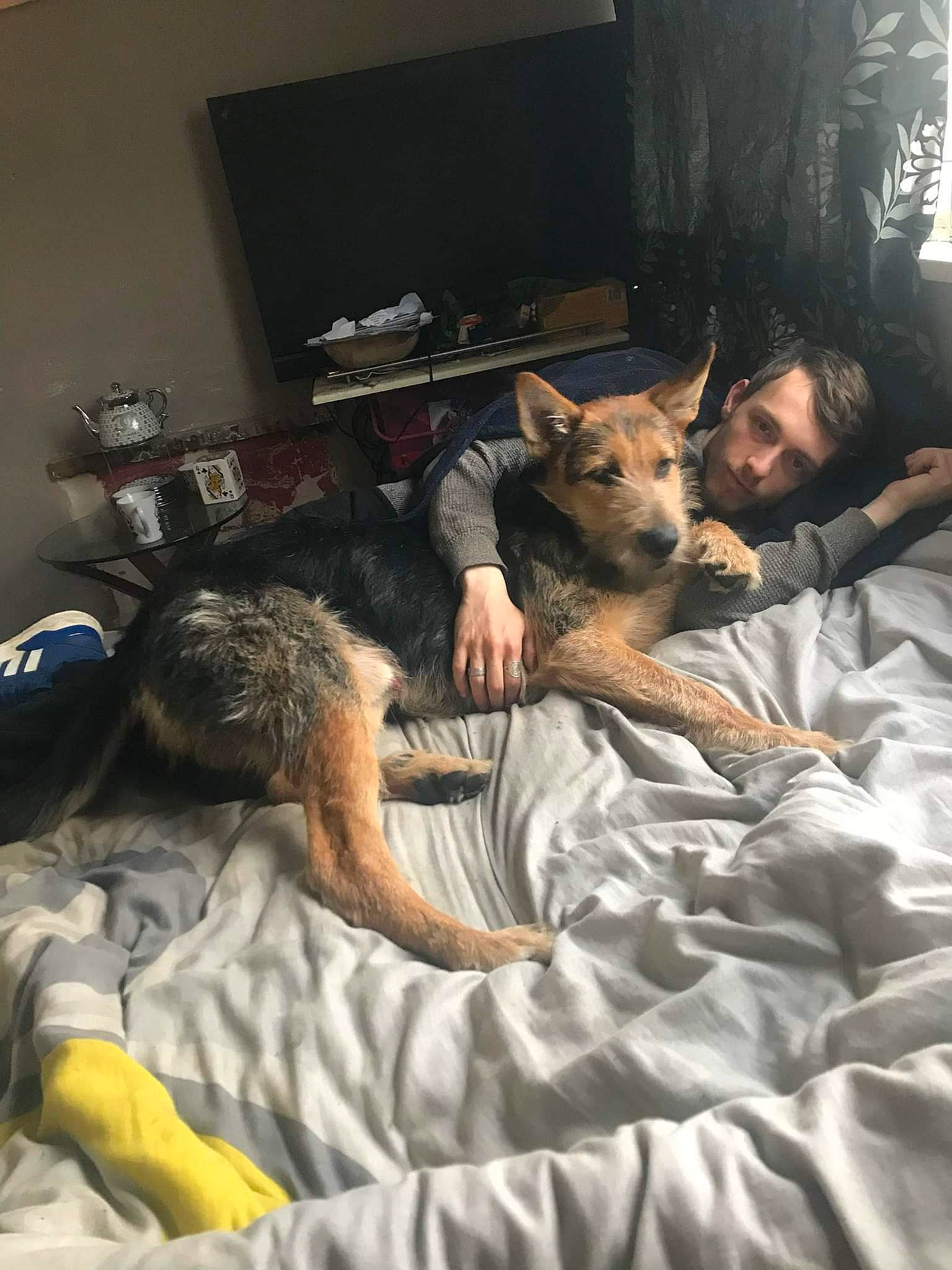 Rex joined the competition — help win amazing prizes! bed, bedding, blanket, canidae, carnivore, comfort, companion_dog, dog, dog_breed, fawn, flooring, fun, fur, guard_dog, linens, nap, paw, room, sporting_group, television