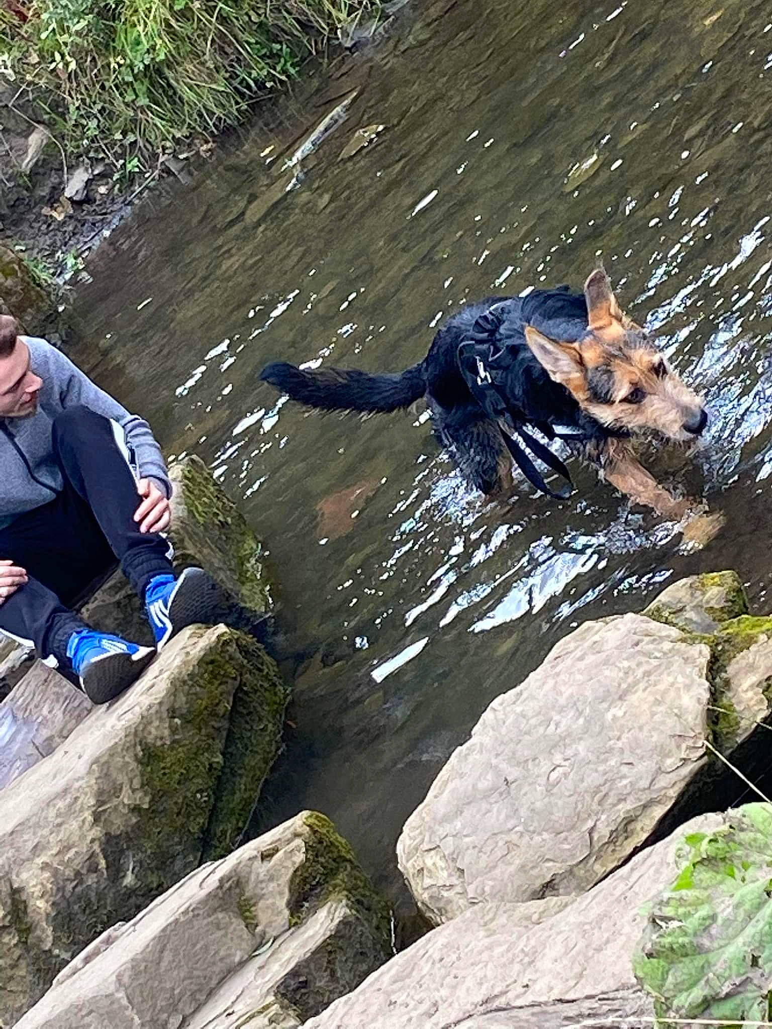 Rex joined the competition — help win amazing prizes! adventure, bedrock, creek, fluvial_landforms_of_streams, grass, lake, leisure, luggage_and_bags, people_in_nature, plant, recreation, rock, shorts, spring, stream, thigh, water, water_resources, watercourse, working_animal