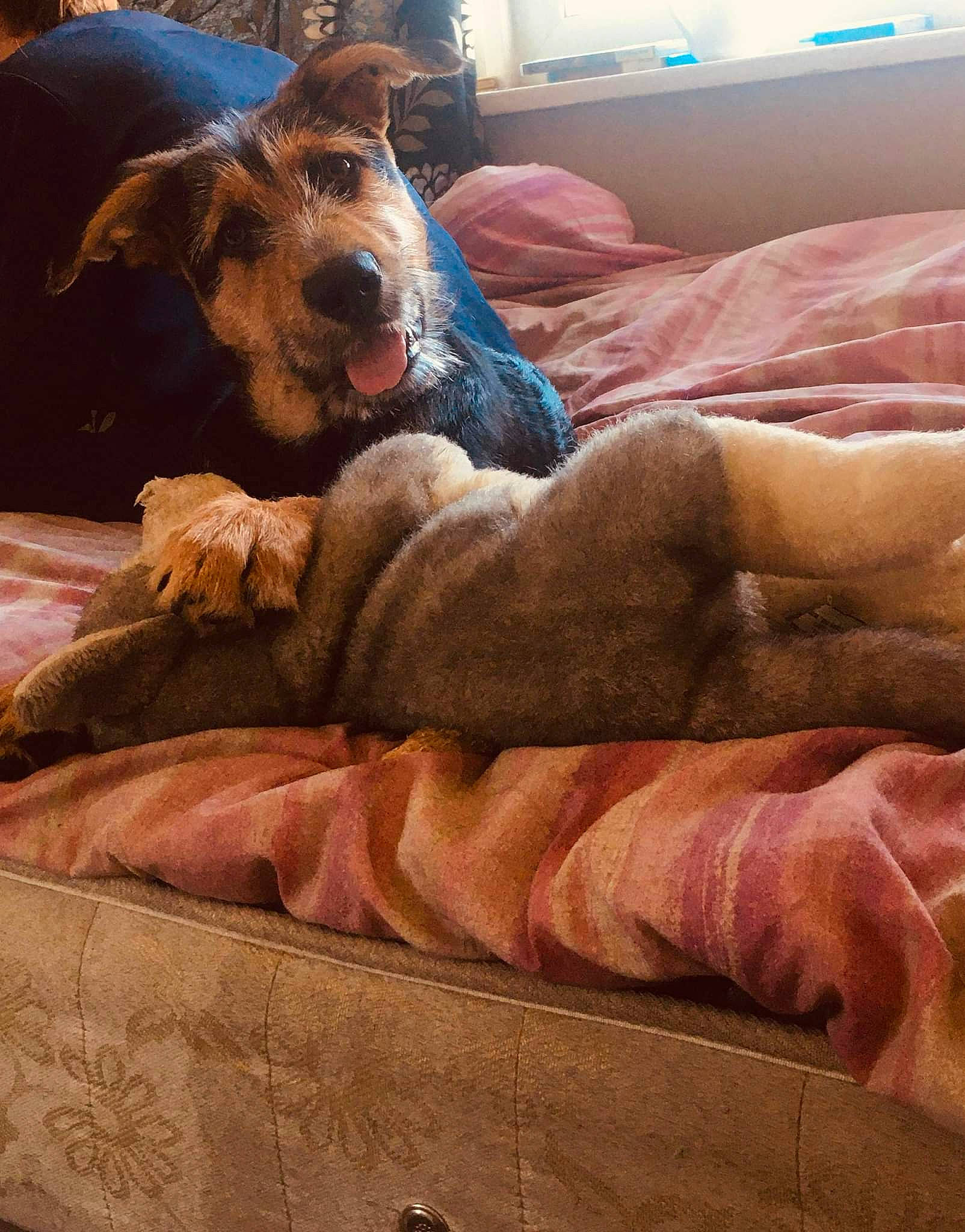 Rex joined the competition — help win amazing prizes! bedding, carnivore, comfort, companion_dog, couch, dog, dog_breed, fawn, flooring, fur, hardwood, human_leg, linens, liver, living_room, pillow, room, sporting_group, wood, working_animal