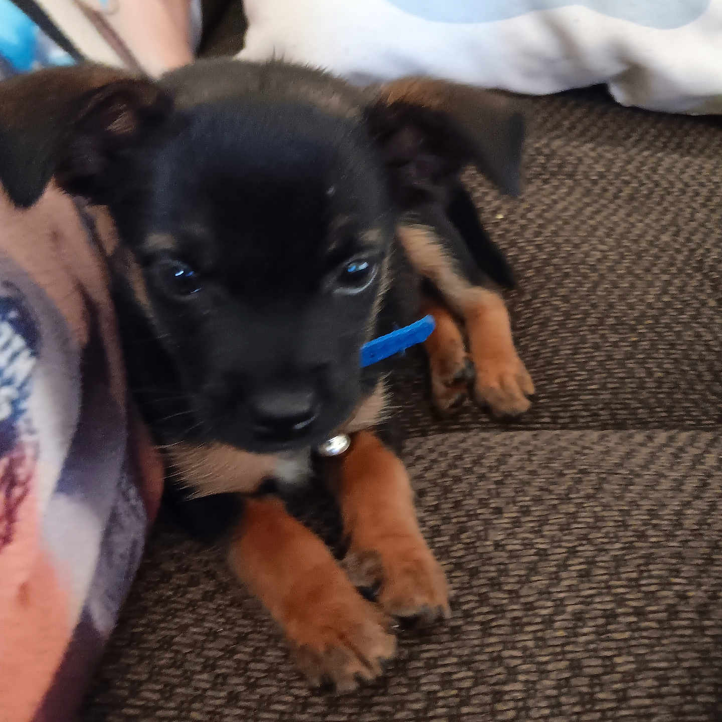 Milo