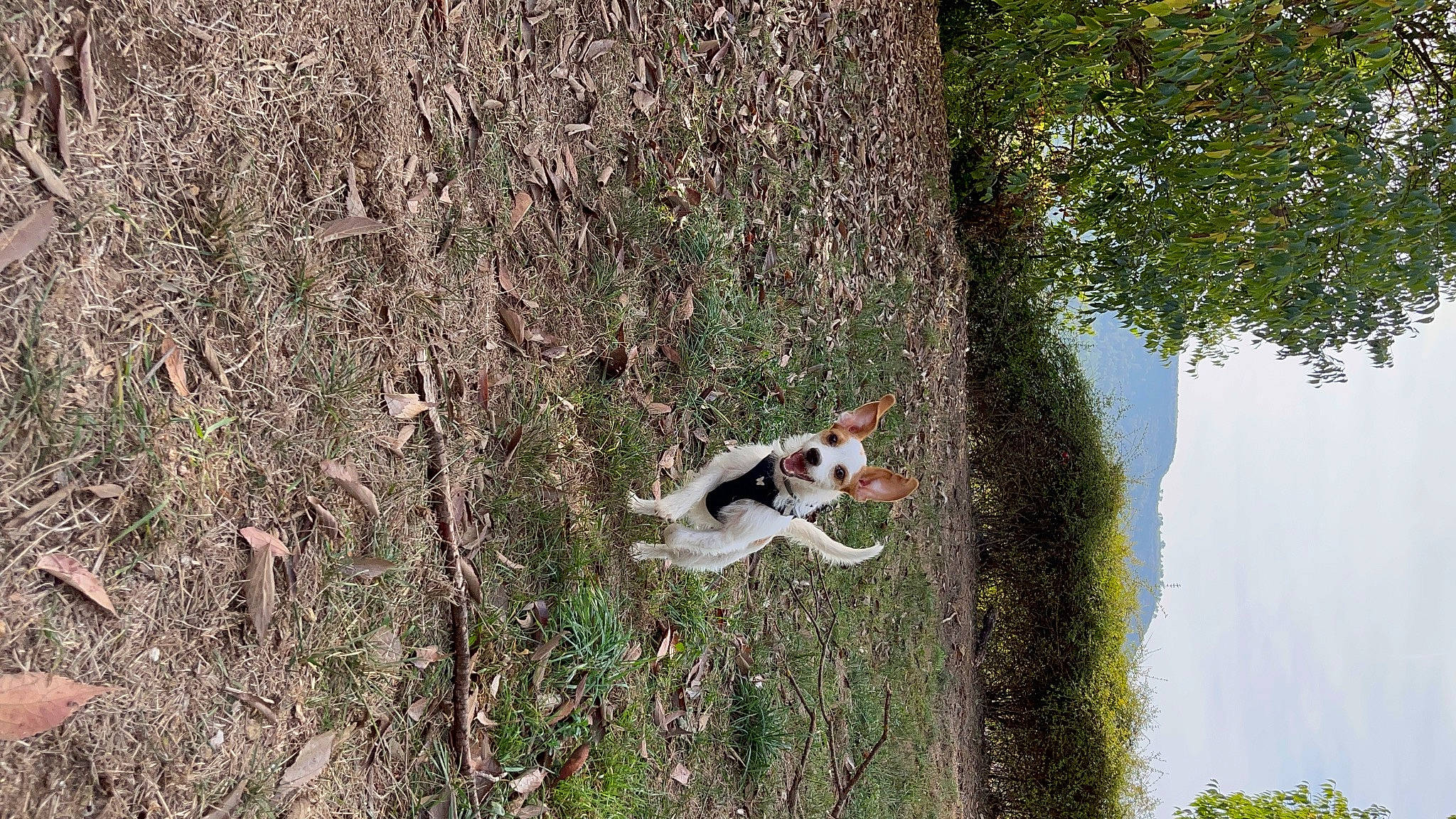 Saphir participe au concours pour gagner de l'argent avec cette photo : canidae, carnivore, dog, dog_breed, fawn, forest, grass, jungle, people_in_nature, plant, recreation, soil, sporting_group, tail, terrestrial_animal, tree, trunk, wildlife, wood, woody_plant