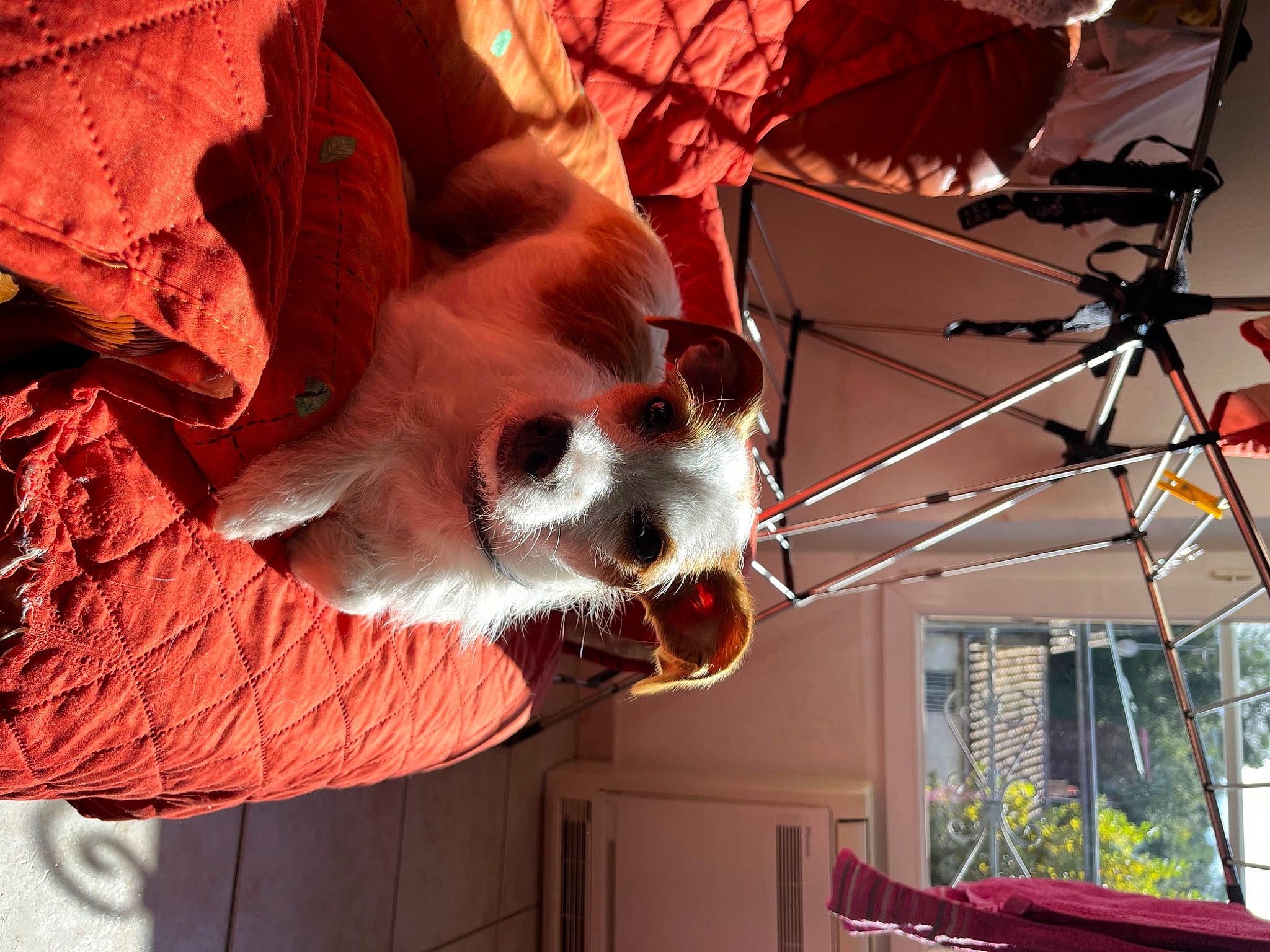 Saphir participe au concours pour gagner de l'argent avec cette photo : art, bone, costume, entertainment, event, fiction, fictional_character, fur, mask, metal, orange, public_event, skeleton, skull, snout, tree, twig, whiskers