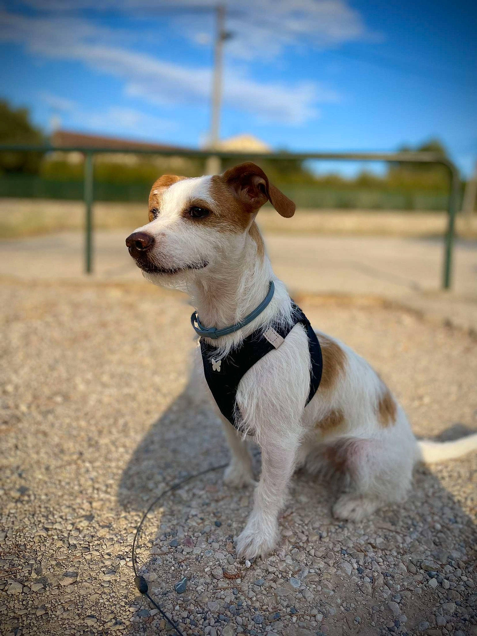 Saphir a rejoint le concours — aidez-le/la à gagner de superbes lots ! canidae, carnivore, cloud, collar, companion_dog, dog, dog_breed, dog_collar, dog_supply, fashion_accessory, fawn, landscape, leash, pet_supply, sky, snout, sporting_group, terrier, working_animal, working_terrier