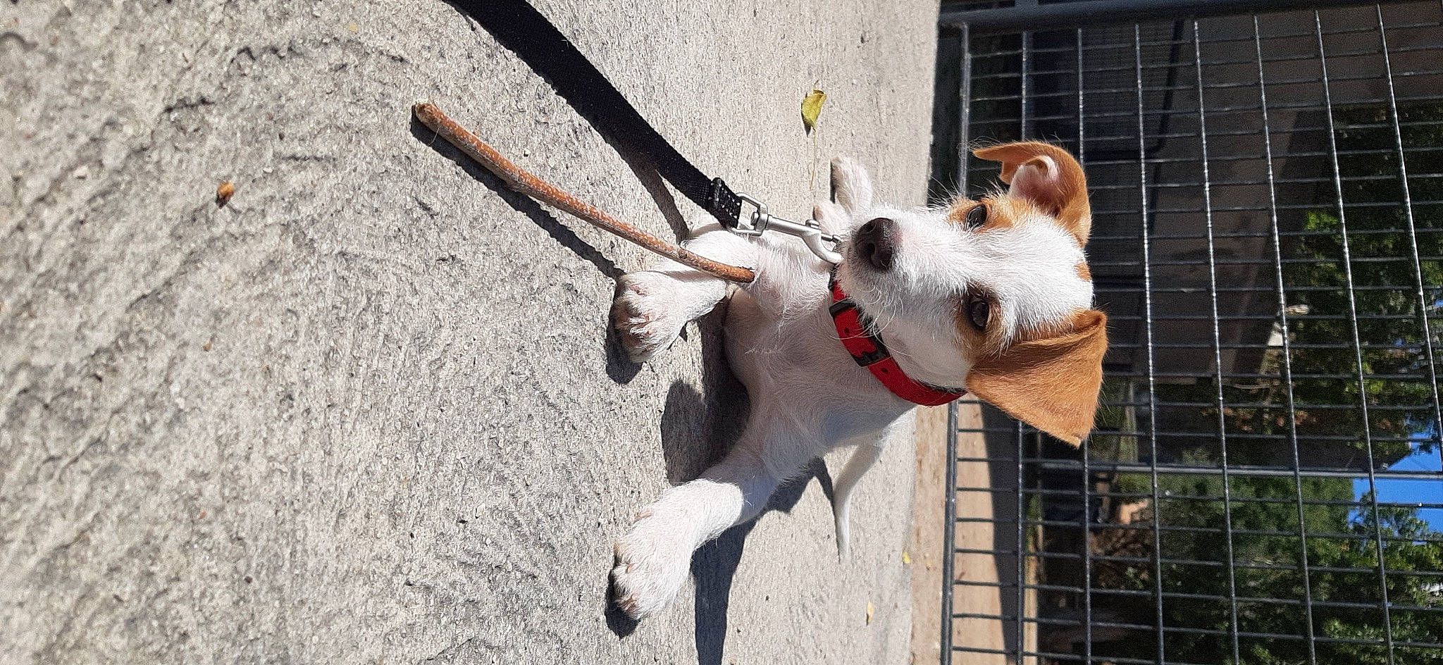 Saphir a rejoint le concours — aidez-le/la à gagner de superbes lots ! canidae, carnivore, collar, companion_dog, dog, dog_breed, dog_collar, dog_supply, door, fashion_accessory, fawn, fence, fur, leash, non_sporting_group, pet_supply, snout, sporting_group, tail, working_animal