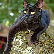 Réglisse a rejoint le concours — aidez-le/la à gagner de superbes lots ! alert, animal, black_cat, cat, closeup, curious, ears, fur, mammal, moss, nature, outdoor, pet, portrait, relaxed, resting, rock, whiskers, wildlife, yellow_eyes