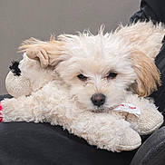 Peaches joined the competition — help win amazing prizes! puppy, dog, stuffed_animal, plush_toy, fluffy, white, tan, sleepy, soft, cuddly, closeup, indoor, pet, cute, animal, fur, toy, lying_down, comfort, resting