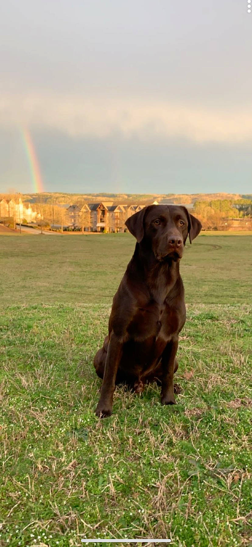 Gates is registered to the contest to win money with this photo: canidae, carnivore, chesapeake_bay_retriever, dog, dog_breed, hunting_dog, labrador_retriever, liver, mammal, pointing_breed, retriever, sporting_group, vertebrate, vizsla