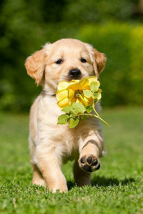 Kikou a rejoint le concours — aidez-le/la à gagner de superbes lots ! canidae, carnivore, child, collar, companion_dog, dog, dog_breed, dog_collar, fawn, grass, grassland, happy, leash, people_in_nature, plant, retriever, snout, sporting_group, wildlife, working_animal