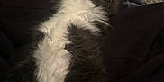 Miffie joined the competition — help win amazing prizes! angora, animal, bed, blanket, canine, cat, couch, dog, electronics, furniture, indoors, kitten, manx, person, pet, photography, puppy, quilt, sleeping, velvet