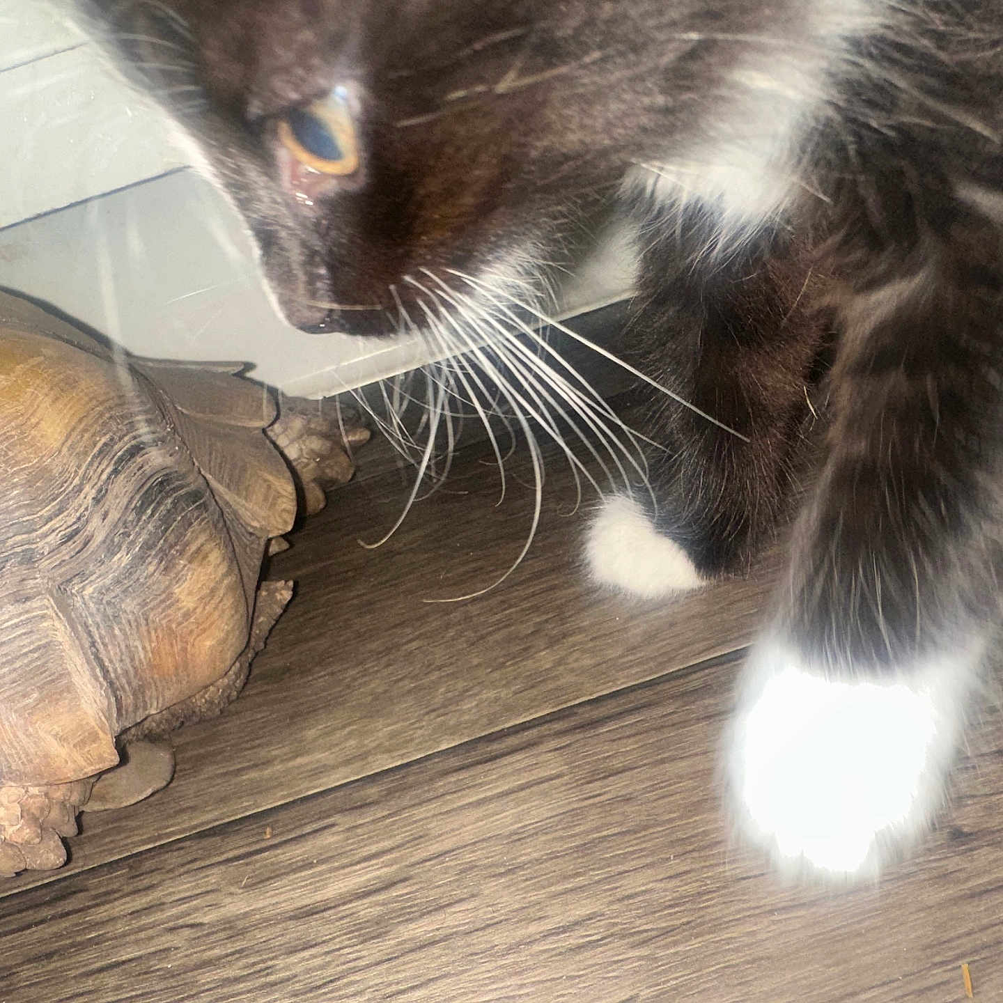 Miffie is registered to the contest to win money with this photo: animal, architecture, boxturtle, building, cat, hardwood, house, housing, indoors, interiordesign, kitten, manx, pet, porch, reptile, sealife, stainedwood, tortoise, turtle, wood
