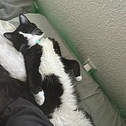 Miffie joined the competition — help win amazing prizes! bed, black_and_white, cat, claws, cozy, domestic_animal, feline, fur, human_leg, indoor, lying_down, paw, pet, pillow, relaxed, resting, sleeping, texture, wall, whiskers