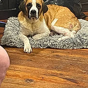 Olivia is registered to the contest to win money with this photo: dog, indoor, wooden_floor, rug, furniture, brown, white, tan, resting, pet, canine, large_dog, fur, flooring, domestic, animal, laying_down, household, cozy, carpet