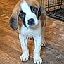puppy, dog, brown, white, floor, wooden_floor, indoor, pet, crate, shoe, curious, animal, young_dog, canine, ears, four_legs, cute, domestic_animal, standing, tilted_head