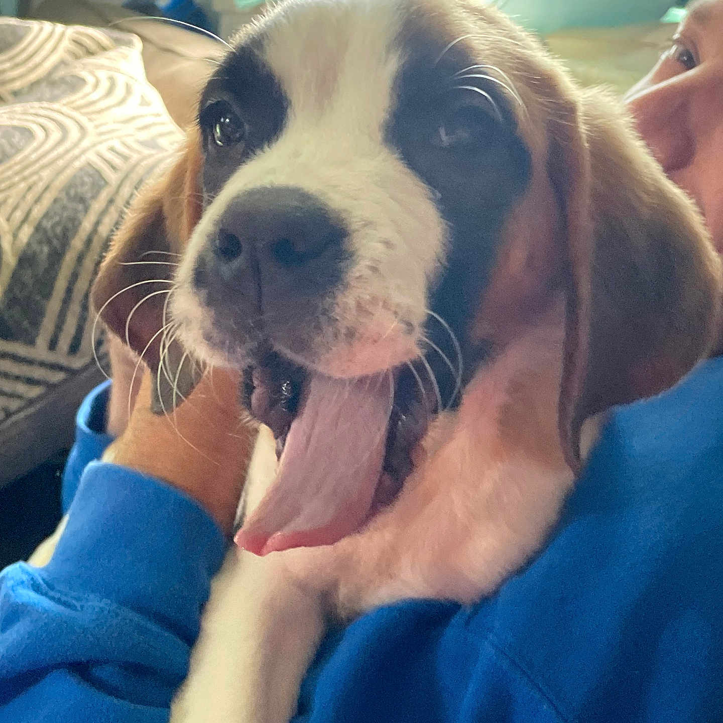Olivia joined the competition — help win amazing prizes! animal, blue_sweatshirt, canine, close_up, couch, cozy, cushion, dog, face, fur, happy, holding, indoor, patterned, person, pet, puppy, smiling, tongue_out, young_dog