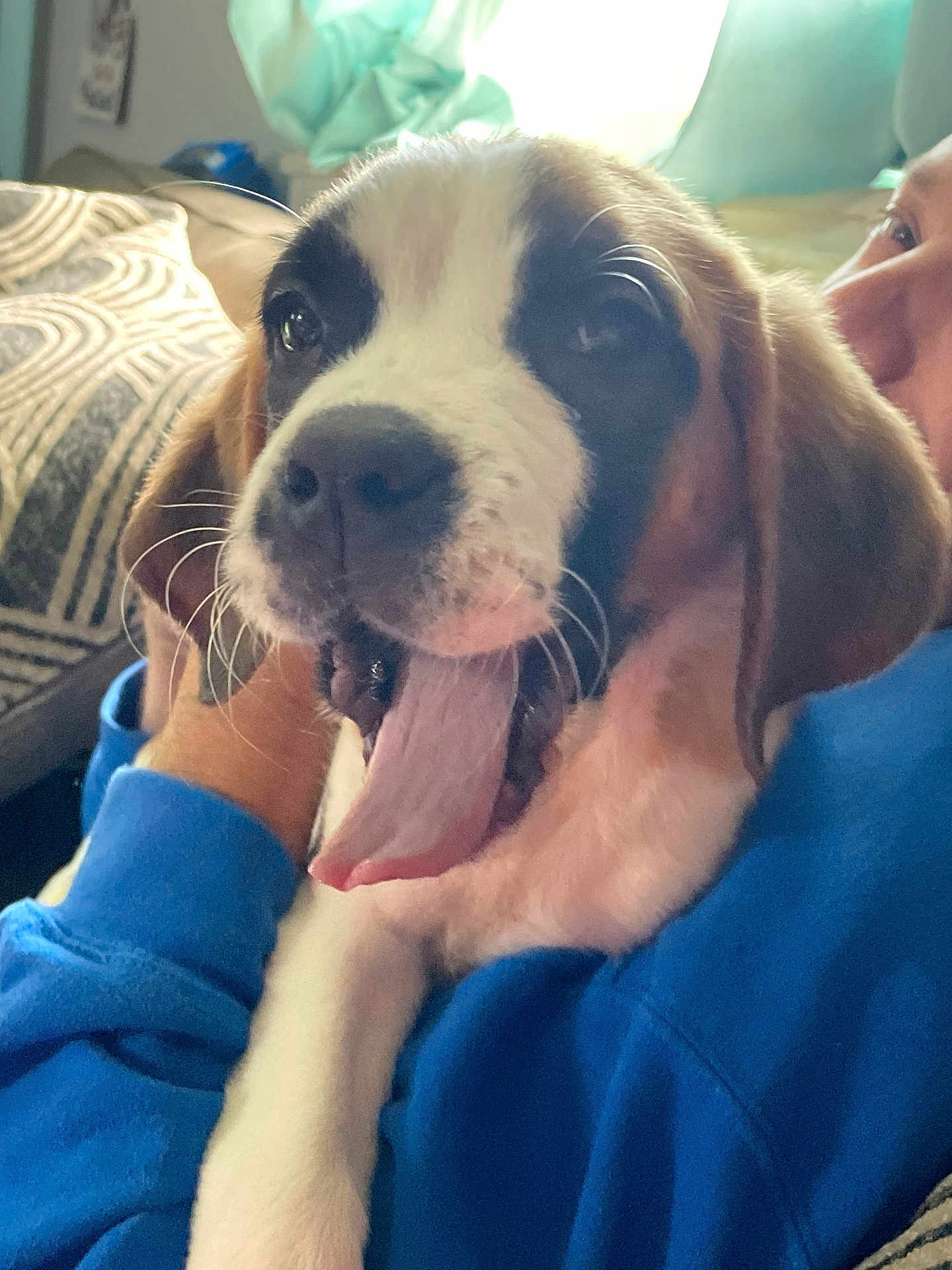 Olivia joined the competition — help win amazing prizes! puppy, dog, tongue_out, person, blue_sweatshirt, indoor, couch, cushion, face, close_up, pet, happy, young_dog, animal, canine, cozy, patterned, holding, smiling, fur
