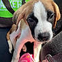 Olivia is registered to the contest to win money with this photo: puppy, dog, close_up, car_seat, blanket, seatbelt, brown, white, black, fur, pet, animal, cute, young, indoor, soft, portrait, sitting, colorful, companion