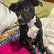 Rosie is registered to the contest to win money with this photo: puppy, dog, black_and_white, pet, cute, indoor, blanket, bed, towel, fur, animal, sitting, young, ears, nose, eyes, collar, cozy, domestic, portrait