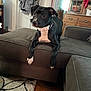 Rosie is registered to the contest to win money with this photo: dog, black_and_white, pet, living_room, ottoman, furniture, wooden_floor, cabinet, curtains, rug, coat, door, indoor, animal, canine, ears, paws, collar, looking, resting